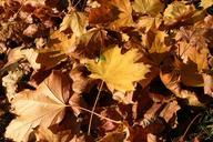 park-forest-autumn-tree-foliage-425886.jpg