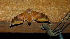 gecko-hunts-moth-177025.jpg