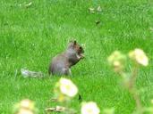 squirrel-rodent-animal-wildlife-263163.jpg