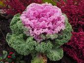 ornamental-cabbage-leaves-kraus-779945.jpg