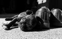 pug-boston-terrier-cute-puppy-1530989.jpg