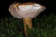 mushroom-common-tylopilus-macro-657999.jpg