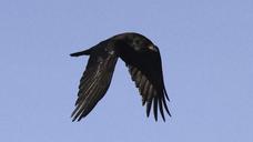 raven-bird-flying-animal-black-1202324.jpg