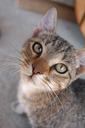 cat-cute-tabby-domestic-cat-916250.jpg