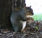 squirrel-common-squirrel-eating-nut-1037098.jpg