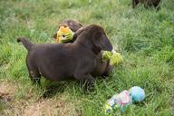 labrador-chocolate-puppy-805842.jpg