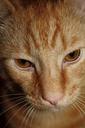 cat-ginger-tabby-pet-cute-animal-1701168.jpg