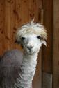 alpaca-white-furry-stands-1131542.jpg