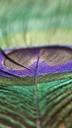 peacock-feathers-bird-shiny-711297.jpg