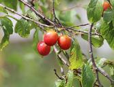 cherries-princess-cherry-410598.jpg