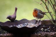 robin-bird-bird-seed-bird-bath-167648.jpg