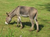 donkey-animal-farm-rural-country-82684.jpg