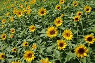 sunflowers-field-summer-yellow-430041.jpg