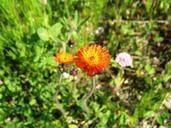 orange-hawkweed-pilosella-aurantiaca-383620.jpg