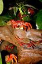 crab-crustacean-animal-276428.jpg