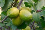 lemon-lemon-tree-fruit-green-1169731.jpg