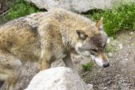 wolf-european-wolf-european-wolves-1384036.jpg