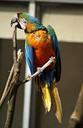 parrot-ara-bird-parrots-birds-84071.jpg