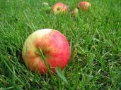 apples-grass-fall-fruit-green-85152.jpg