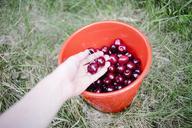 cherries-bucket-fruits-healthy-923933.jpg