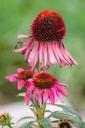 cone-flower-coneflower-purple-green-1110528.jpg