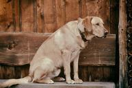 dog-animal-labrador-pet-bank-wood-656224.jpg