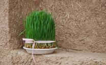 grass-norooz-wall-nature-green-532563.jpg