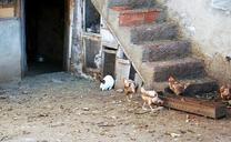 farm-hen-chickens-animals-rabbit-114451.jpg