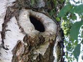 birch-tree-hole-nature-877922.jpg