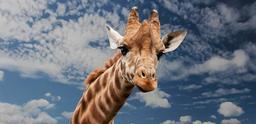 giraffe-animal-funny-614141.jpg