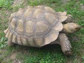 turtle-shell-turtles-slow-animal-104745.jpg