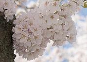 cherry-blossoms-flowering-tree-722271.jpg