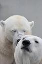 polar-bear-bear-teddy-sleep-lazy-196316.jpg