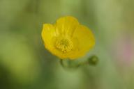 buttercup-yellow-flower-blossom-413598.jpg