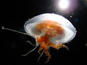 sea-ocean-water-jellyfish-life-79367.jpg