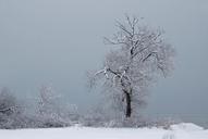 tree-snow-cold-fog-season-white-645658.jpg