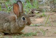 rabbit-bunny-animal-easter-pet-435006.jpg