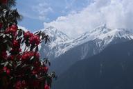 nepal-trekking-nepal-trekking-trek-970254.jpg