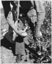 Maricopa_County,_Arizona._Cotton_picker_coming_down_the_row_-_NARA_-_522045.jpg