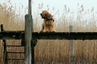 web-boardwalk-reed-animal-dog-244828.jpg