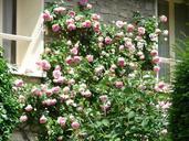 wall-roses-flowers-rosebush-614716.jpg