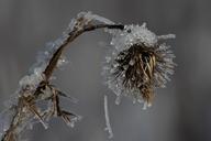 ice-ripe-frost-winter-frozen-iced-613136.jpg