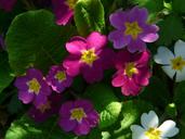 primrose-flower-blossom-bloom-6991.jpg