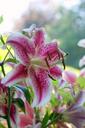 lily-stargazer-lily-368634.jpg