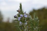 rosemary-nature-plant-aromatic-601133.jpg