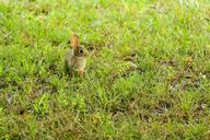 bunny-rabbit-nature-grass-wildlife-1585038.jpg