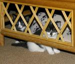 cat-kittens-hidden-hide-hiding-1455496.jpg