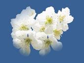 cherry-blossoms-hell-white-spring-243723.jpg