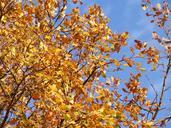 autumn-leaves-oak-golden-autumn-476495.jpg