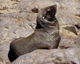 seals-meeresbewohner-animal-sea-49474.jpg